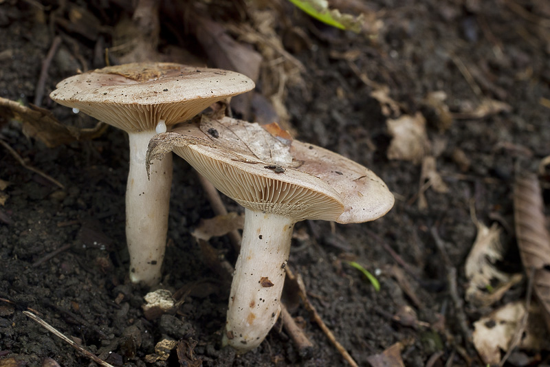 Lactarius circellatus